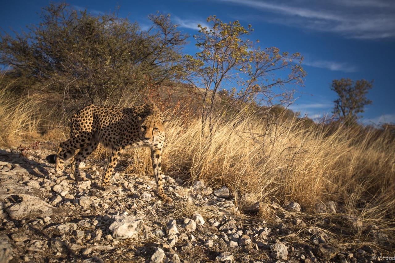 Aloegrove Safari Lodge Otjiwarongo Zewnętrze zdjęcie