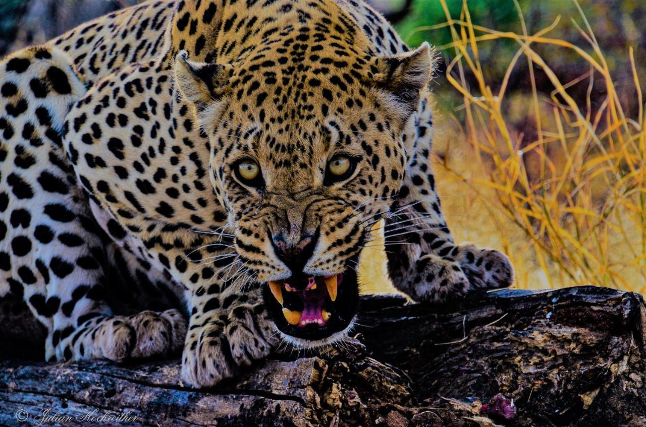 Aloegrove Safari Lodge Otjiwarongo Zewnętrze zdjęcie