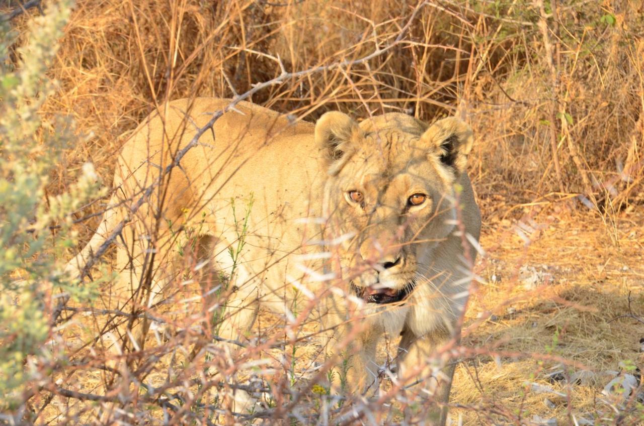Aloegrove Safari Lodge Otjiwarongo Zewnętrze zdjęcie