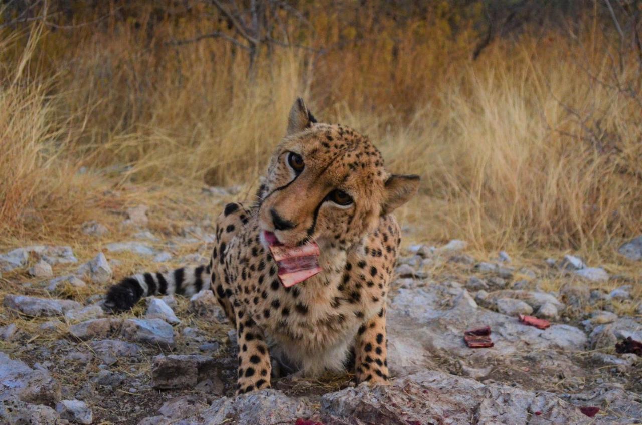 Aloegrove Safari Lodge Otjiwarongo Zewnętrze zdjęcie