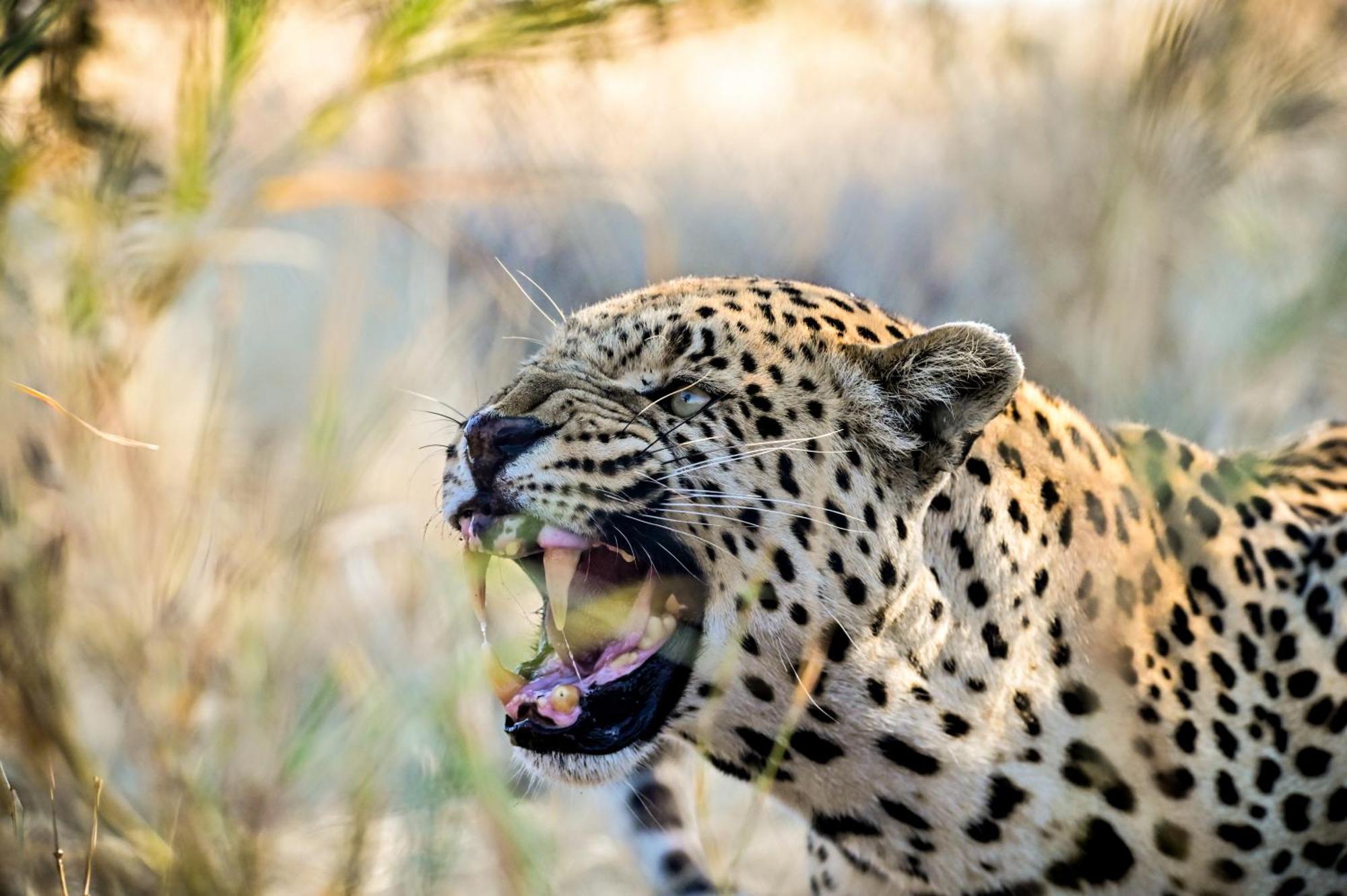 Aloegrove Safari Lodge Otjiwarongo Zewnętrze zdjęcie