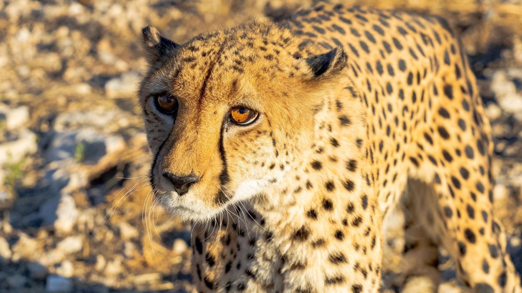 Aloegrove Safari Lodge Otjiwarongo Zewnętrze zdjęcie
