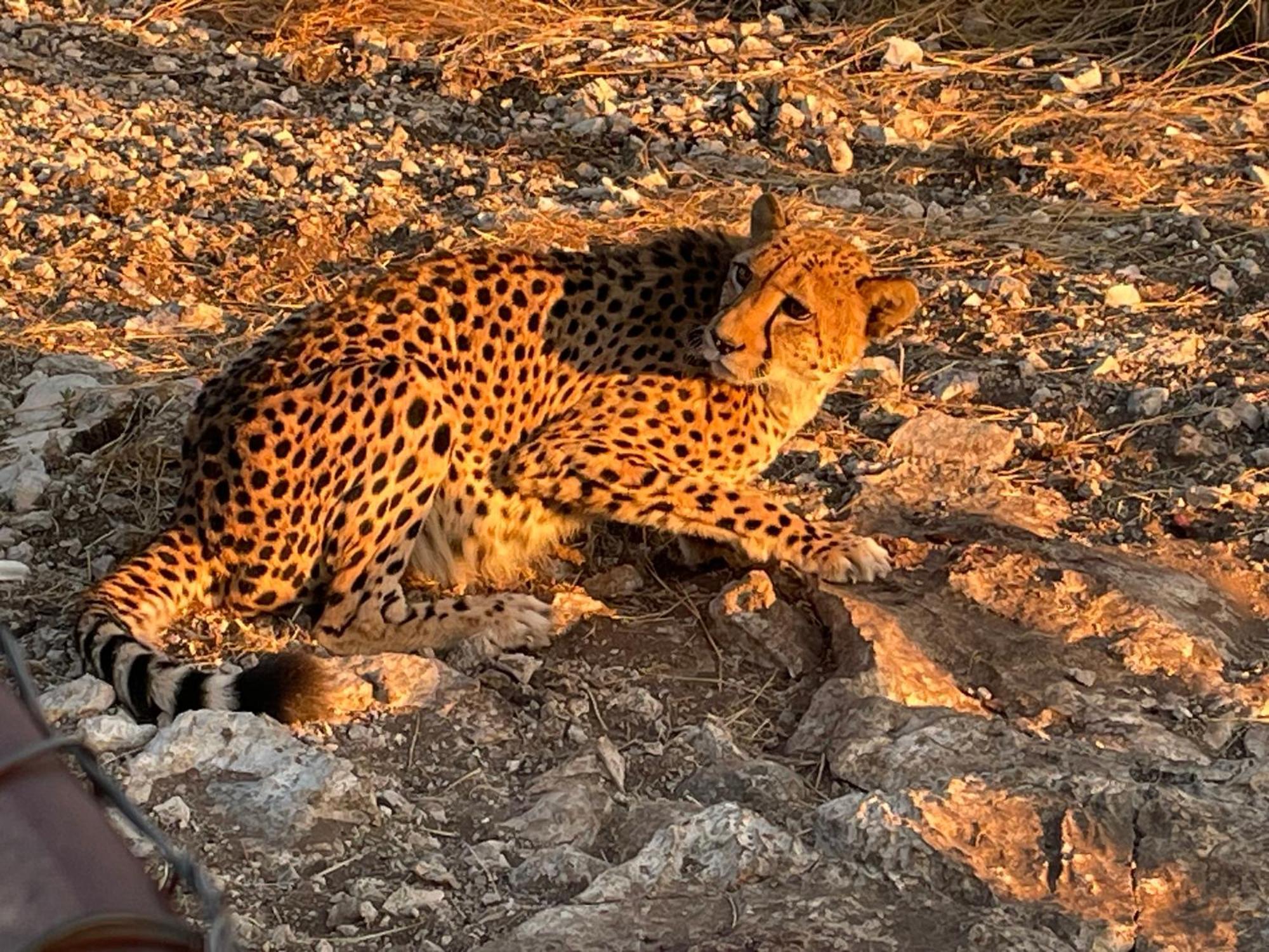 Aloegrove Safari Lodge Otjiwarongo Zewnętrze zdjęcie