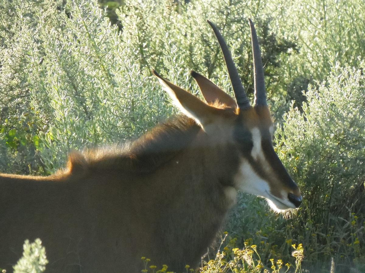 Aloegrove Safari Lodge Otjiwarongo Zewnętrze zdjęcie
