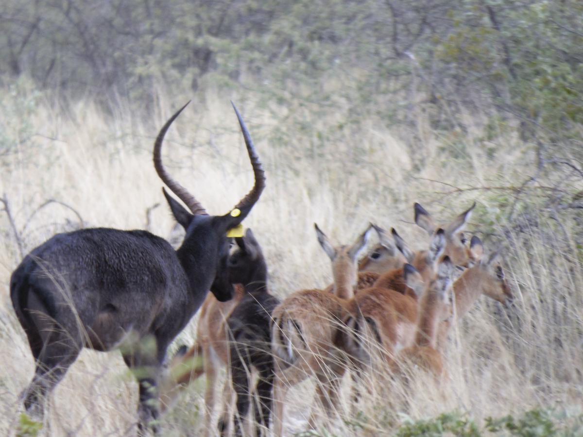 Aloegrove Safari Lodge Otjiwarongo Zewnętrze zdjęcie