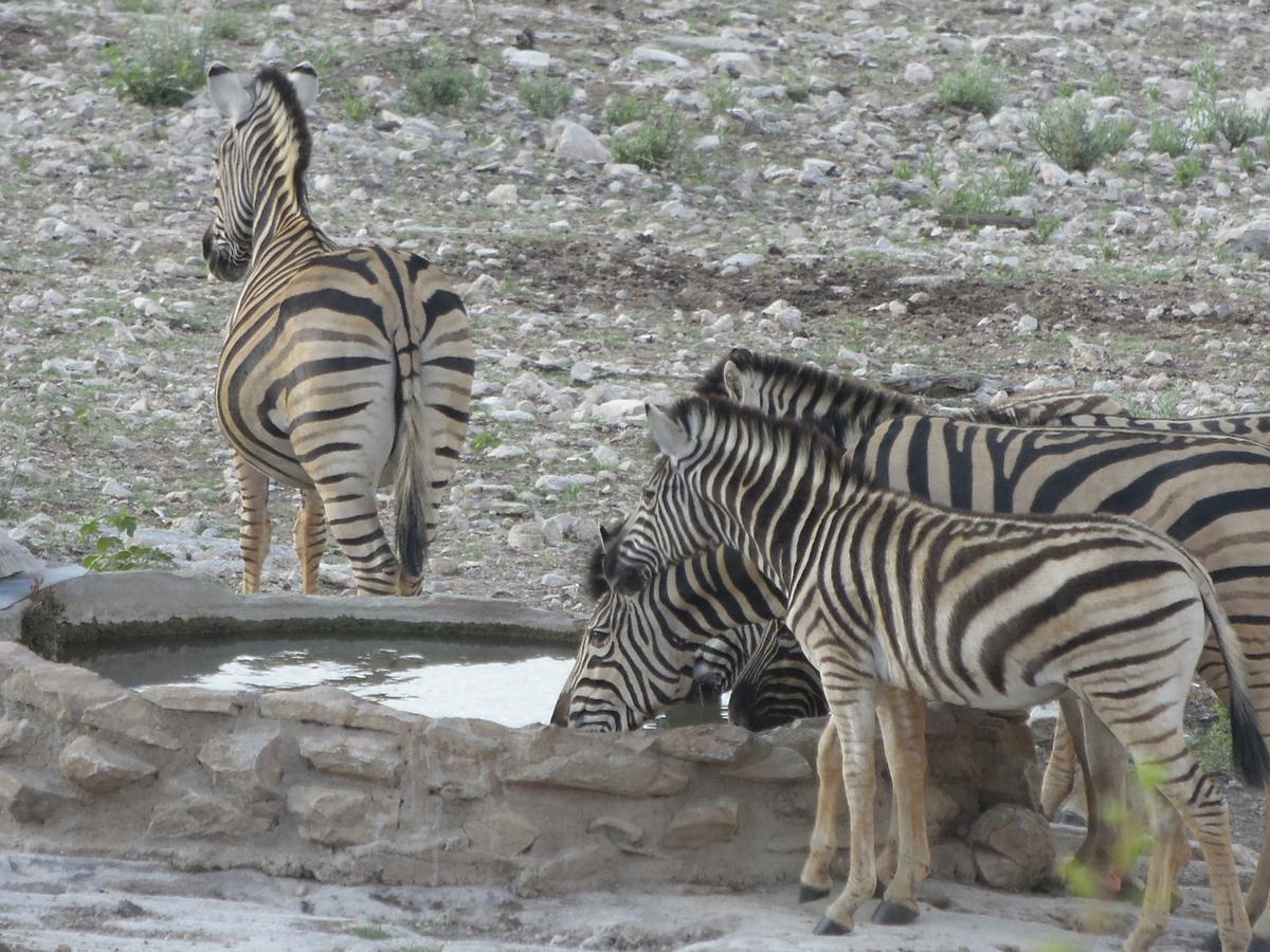 Aloegrove Safari Lodge Otjiwarongo Zewnętrze zdjęcie
