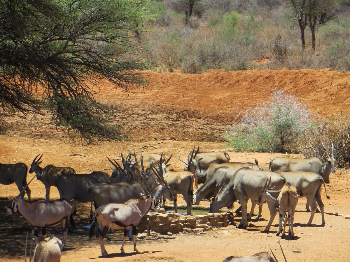 Aloegrove Safari Lodge Otjiwarongo Zewnętrze zdjęcie