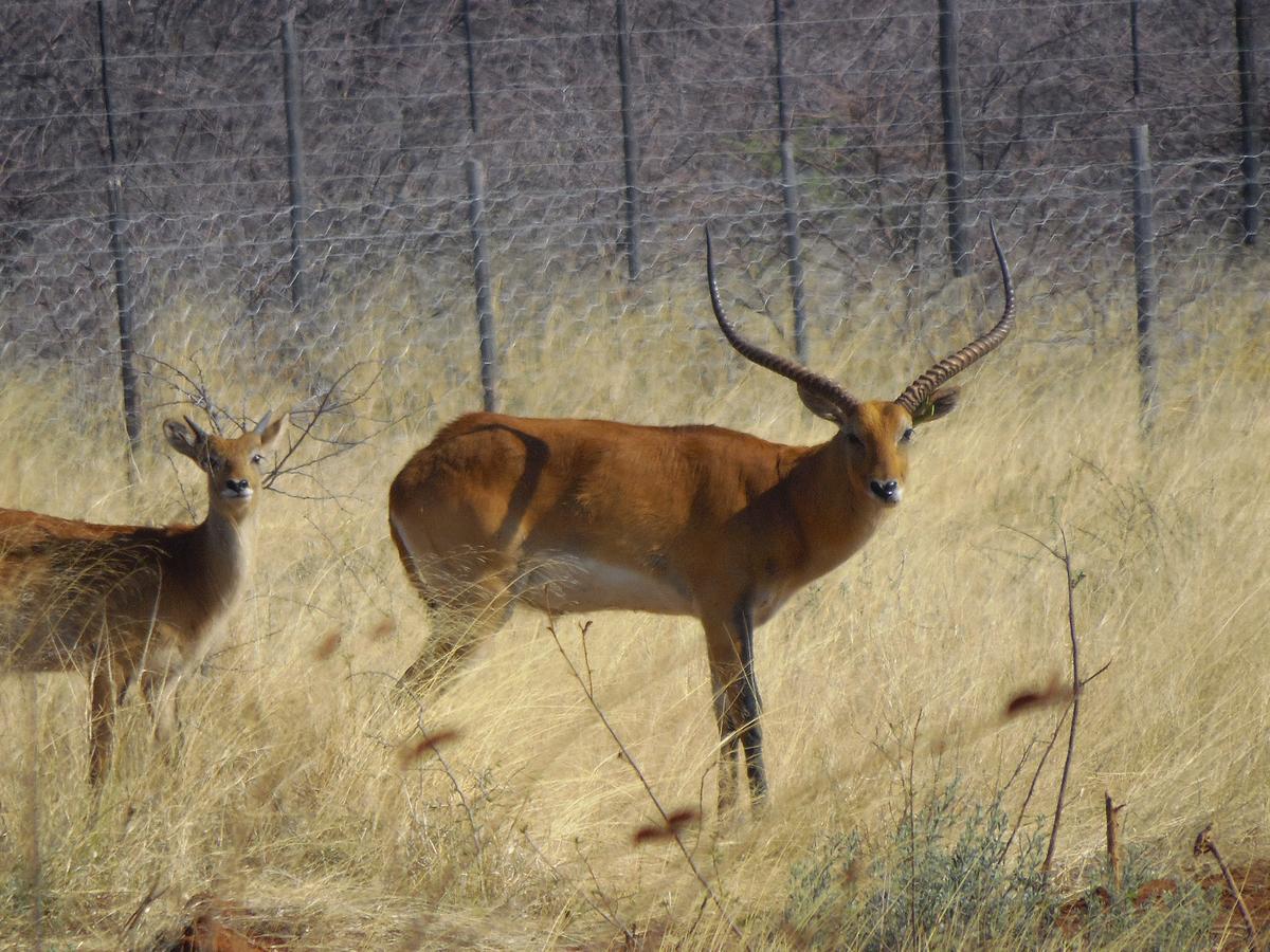 Aloegrove Safari Lodge Otjiwarongo Zewnętrze zdjęcie