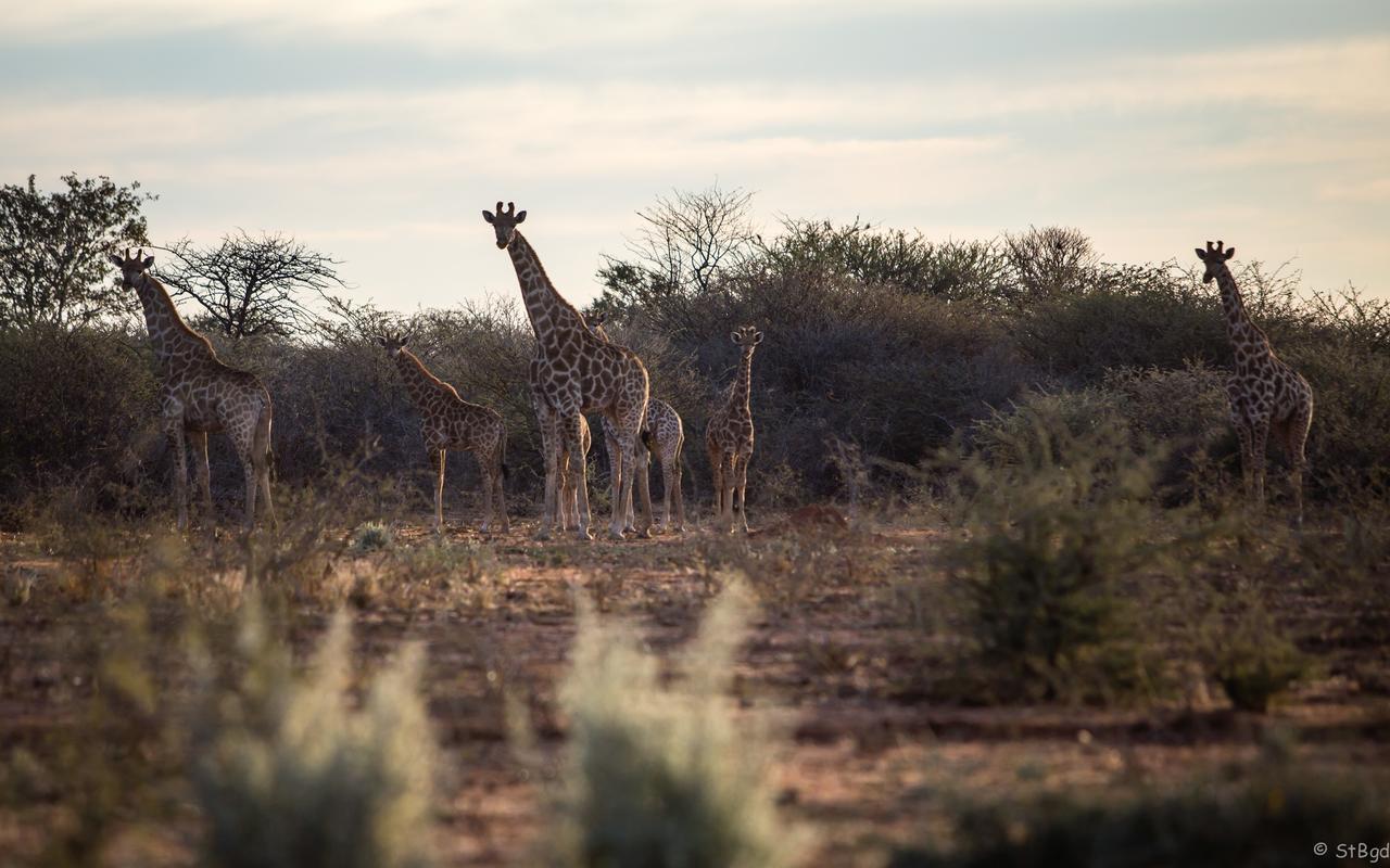 Aloegrove Safari Lodge Otjiwarongo Zewnętrze zdjęcie